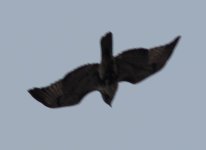gyr 4.jpg