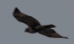 gyr 5.jpg