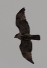 gyr.jpg