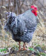 rooster 2.jpg