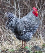 rooster.jpg