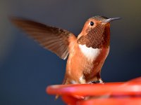 Hummer2.jpg