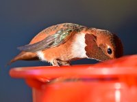 Hummer5.jpg