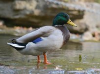Creekside duck edit.jpg
