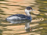 EaredGrebe4.jpg