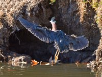 GreenHeron.jpg