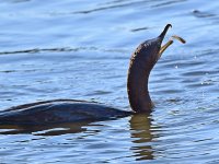 Cormorant2.jpg