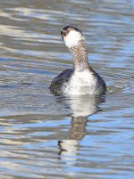 EaredGrebe2.jpg