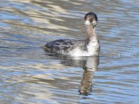 EaredGrebe.jpg