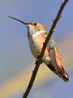 Hummer5.jpg