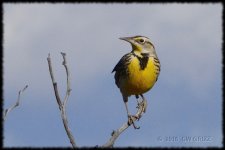 western-meadowlark-cr_D71_151225_DSC0340.jpg
