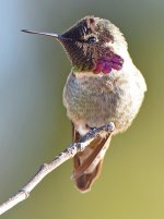 Hummer27.jpg