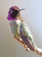 Hummer28.jpg
