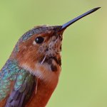 Hummer37.jpg