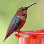Hummer36.jpg
