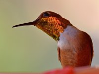 Hummer40.jpg