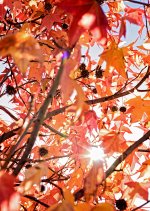 26 December 2015 - Still Feels Like Autumn.jpg