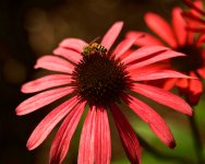 _AAA5921 - Version 2.jpg