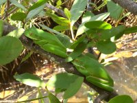 Tree-frogs-1.jpg