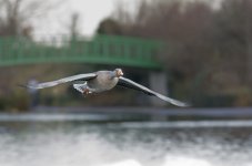DSC_3207.jpg