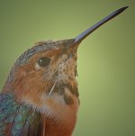 Hummer57.jpg