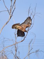 Hawk.jpg