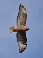 Hawk5.jpg