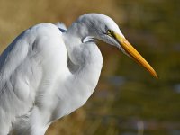 Egret5.jpg