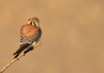 ROY_3917.JPG