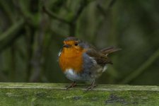 DSC_7223.jpg