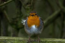 DSC_7233-Edit.jpg