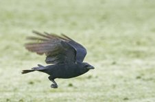 DSC_3368.jpg