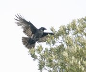 DSC_3376.jpg