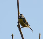 DSC_0345.jpg