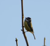 DSC_0344.jpg