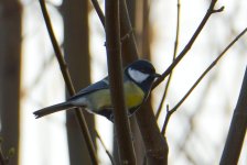DSC_0195.jpg