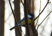 DSC_0196.jpg