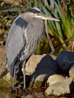 BlueHeron6.jpg