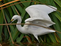 Egret.jpg