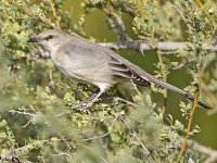 Mockingbird6.jpg