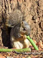 Squirrel.jpg
