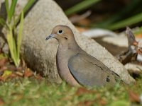 Dove2.jpg