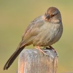 Towhee4.jpg