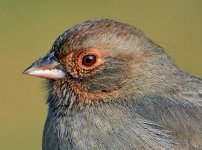 Towhee3.jpg