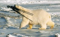 bear-tripod-460_1615644c.jpg