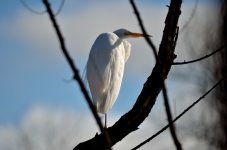 ROY_4204.JPG