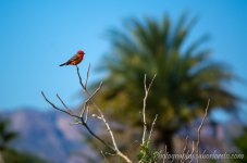 DSC_5295.jpg