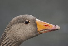 DSC_3429.jpg