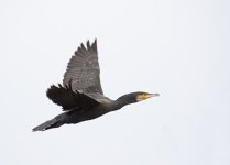 DSC_3432.jpg
