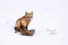 R75_6673rawWM.jpg
